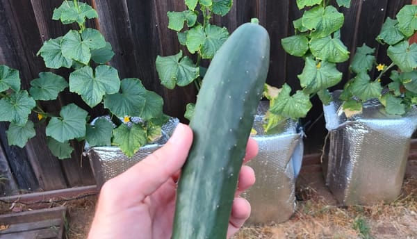 Hydroponic Cucumbers - the saga continues